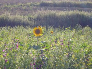 P1010060 unterwegs nach Hoheneiche