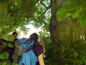 Reichenbach - alte Linde