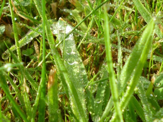 sparkle in the green