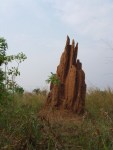 termite cathedral