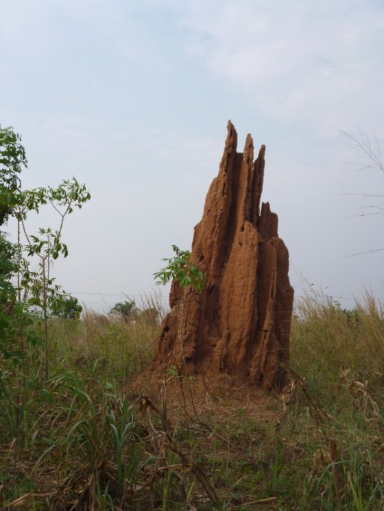 termite cathedral